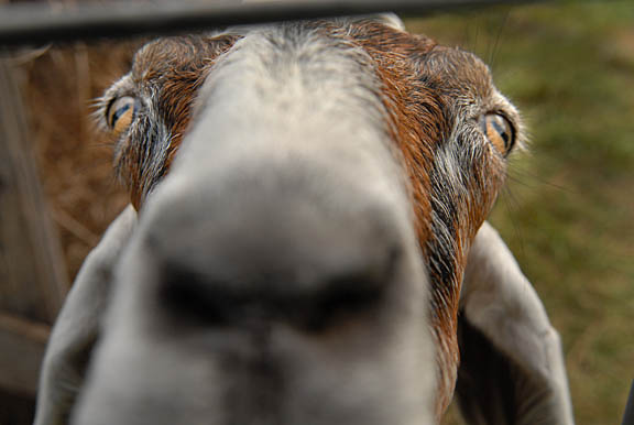 [SL+Farm+026+goat+eyes+sm.jpg]