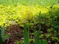 [first+tulip+(yellow).jpg]