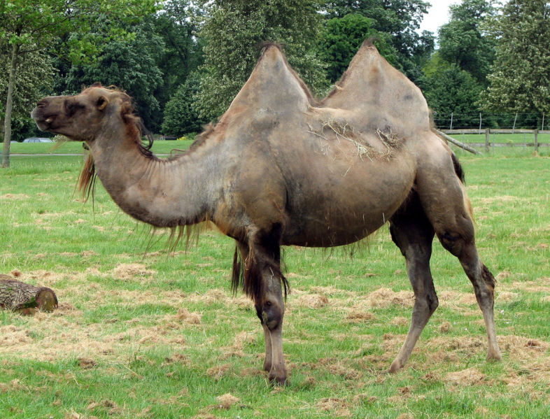 [camel.jpg]