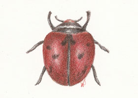 [ladybug_web.jpg]