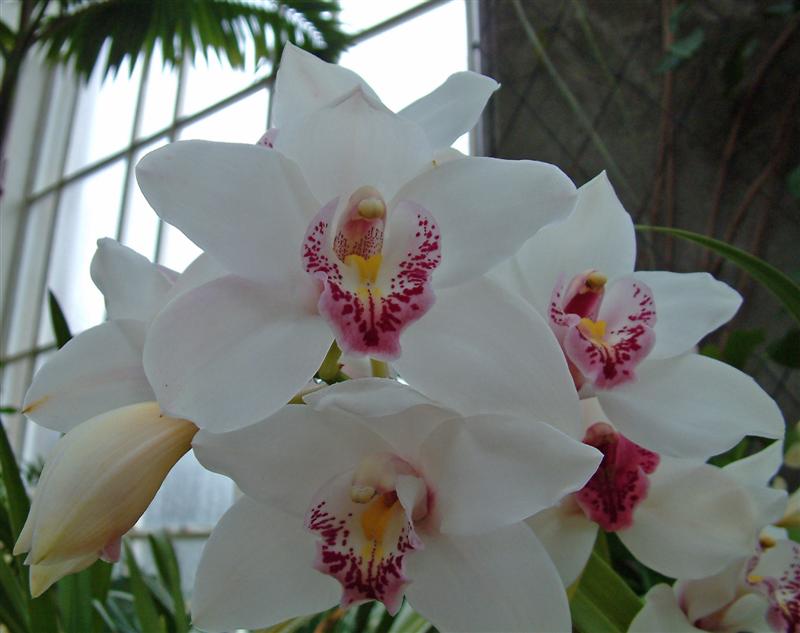 [White+orchids+(Medium).jpg]