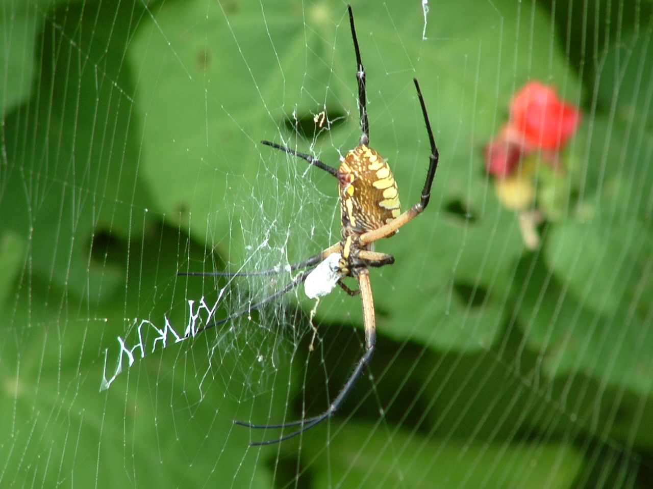 [Golden+Garden+Spider(Argiope+aurantia).JPG]