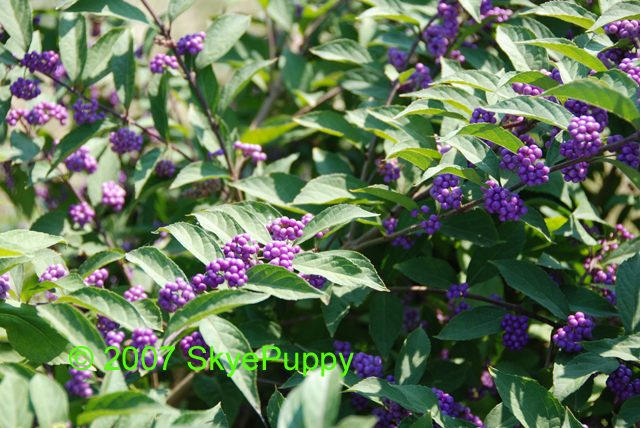 [Purple+Berries.jpg]