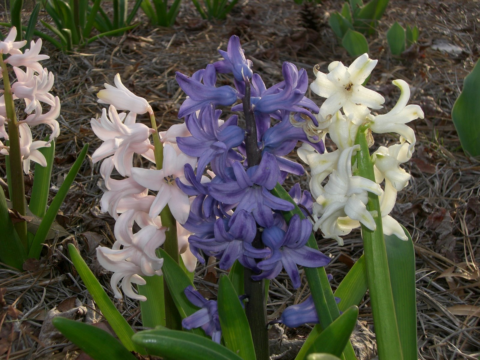 [hyacinth.JPG]