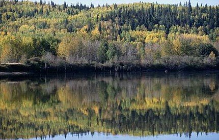 [canadian-boreal-forest-which-i.jpg]