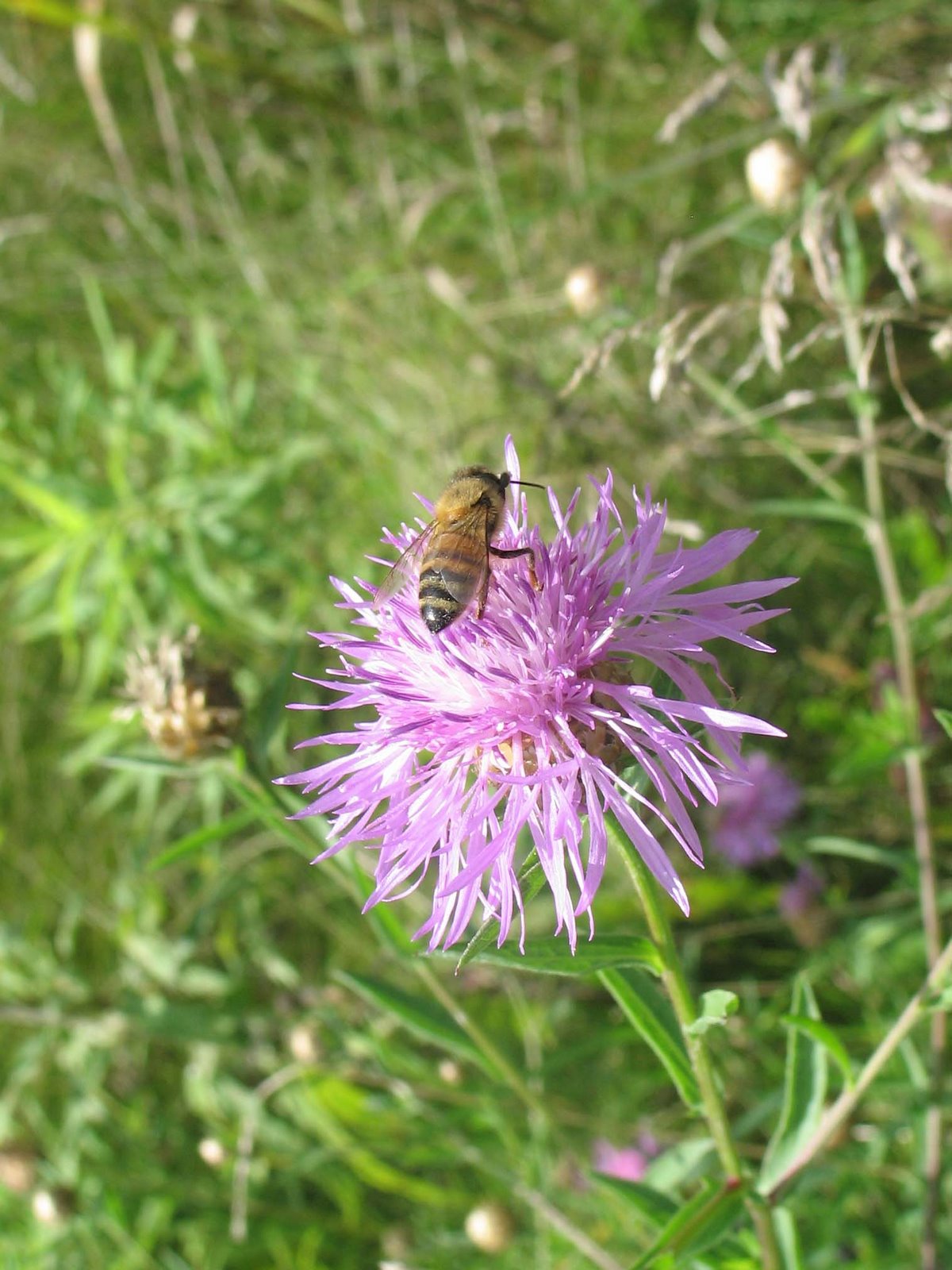 [Bee+on+purple+flower.jpg]