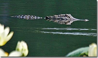 [alligatorhunting1.jpg]