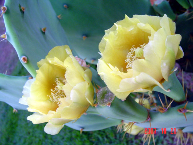 [2+flores+de+cactus+1.jpg]
