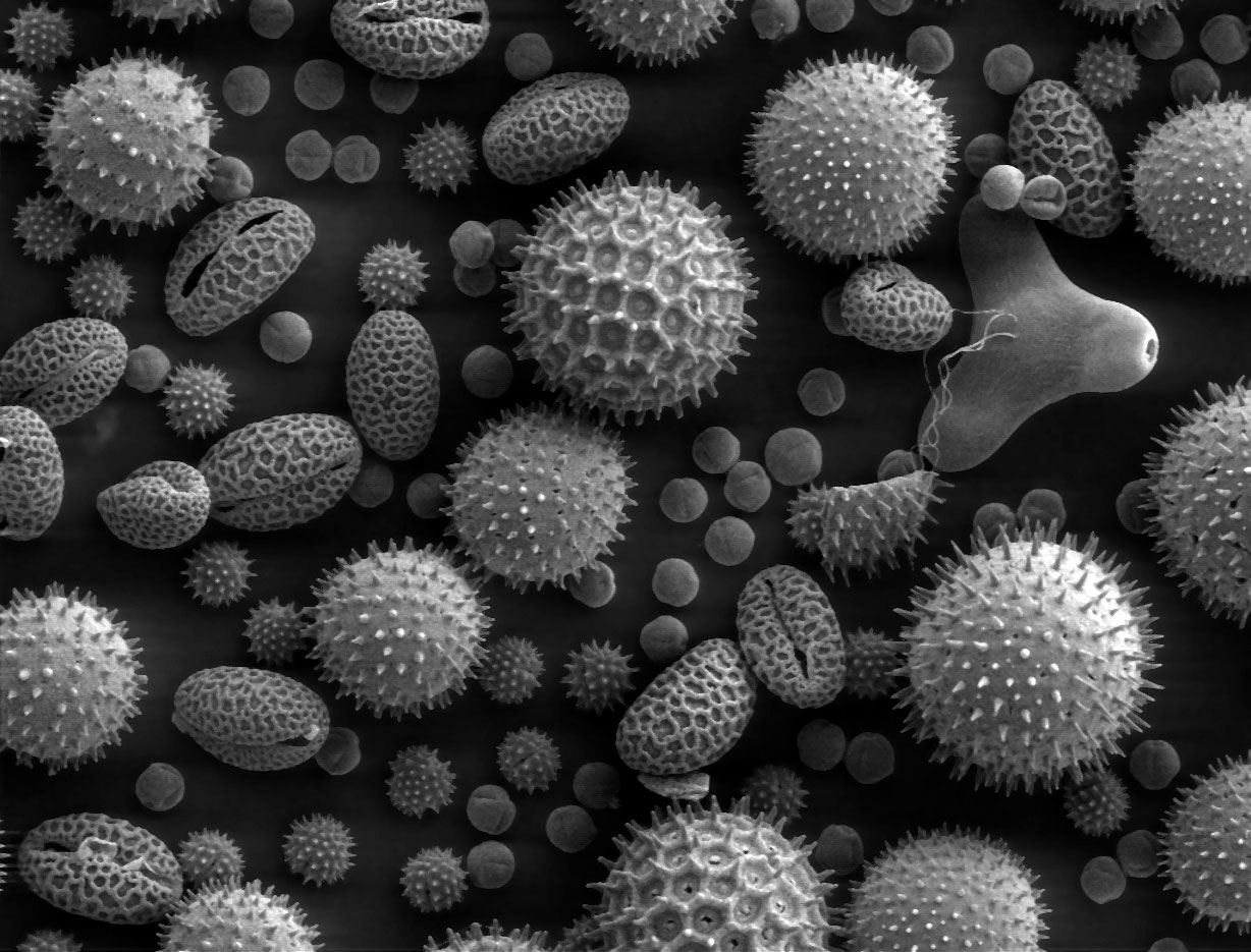 [pollen-magnified+500x.jpg]