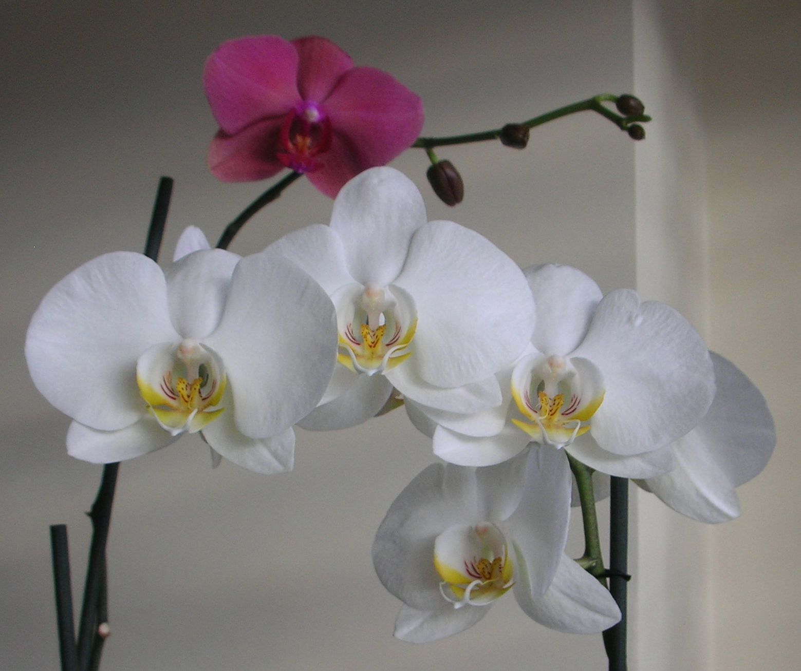 [Orquídeas.jpg]