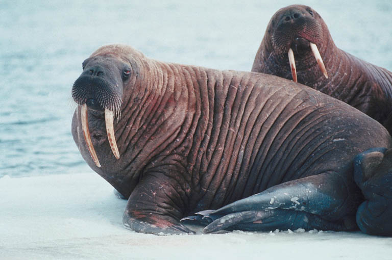 [walruses.jpg]