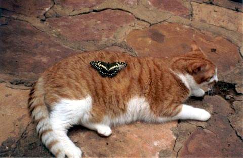 [cat_butterfly.jpg]