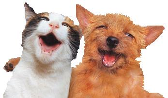 [dog_and_cat_singing_poster2.jpg]
