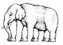[Elefante.jpg]