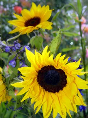 [sunflowers300x400.jpg]