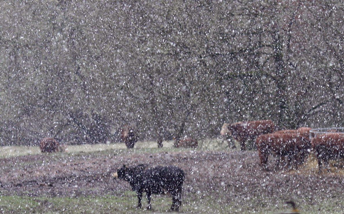 [snow+and+cows8157.jpg]