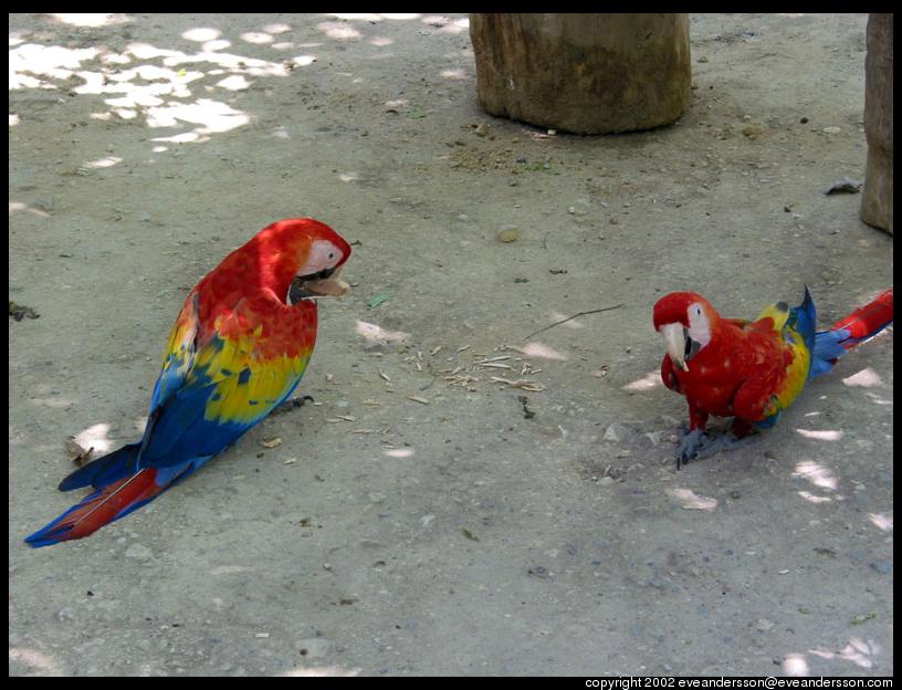 [macaws-on-ground-large.jpg]