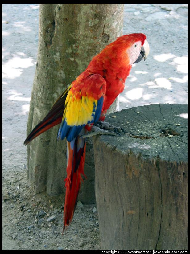 [macaw-on-stump-large.jpg]