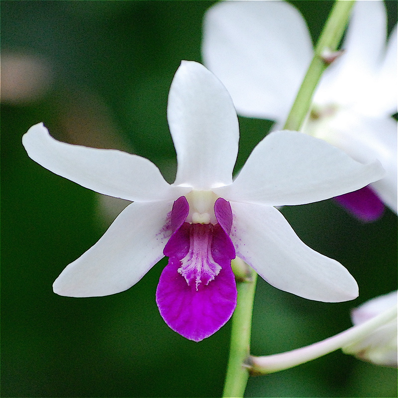 [Orquídeas+Thai+-+08.jpg]