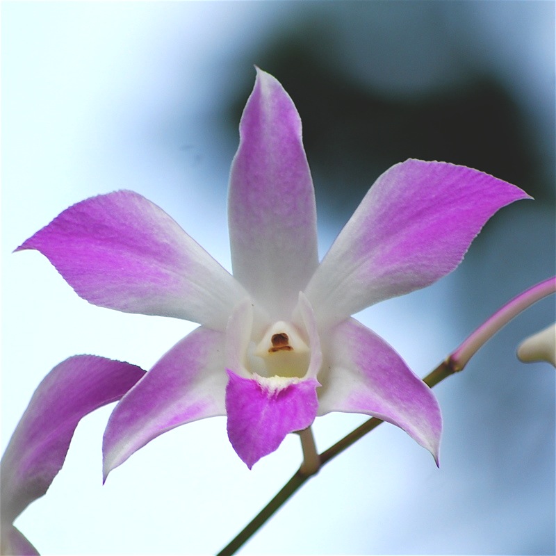 [Orquídeas+Thai+-+13.jpg]