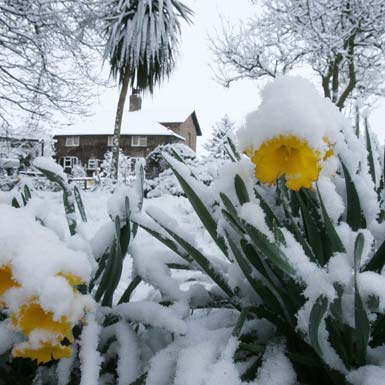 [Yorkshire+snow+and+daffodils.jpg]