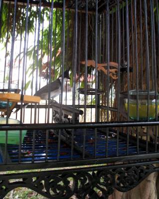 [08+bird+in+cage+sm.jpg]