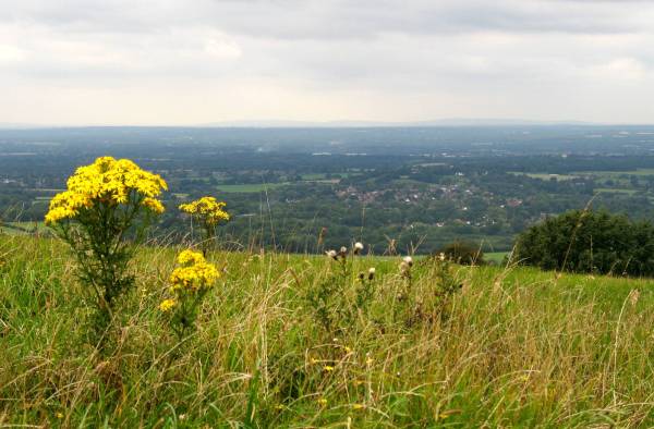 [39+ragwort+and+view+to+Ditchling+sm.jpg]