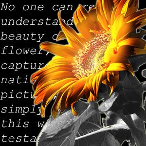 [Sunflower_by_Piklom.jpg]