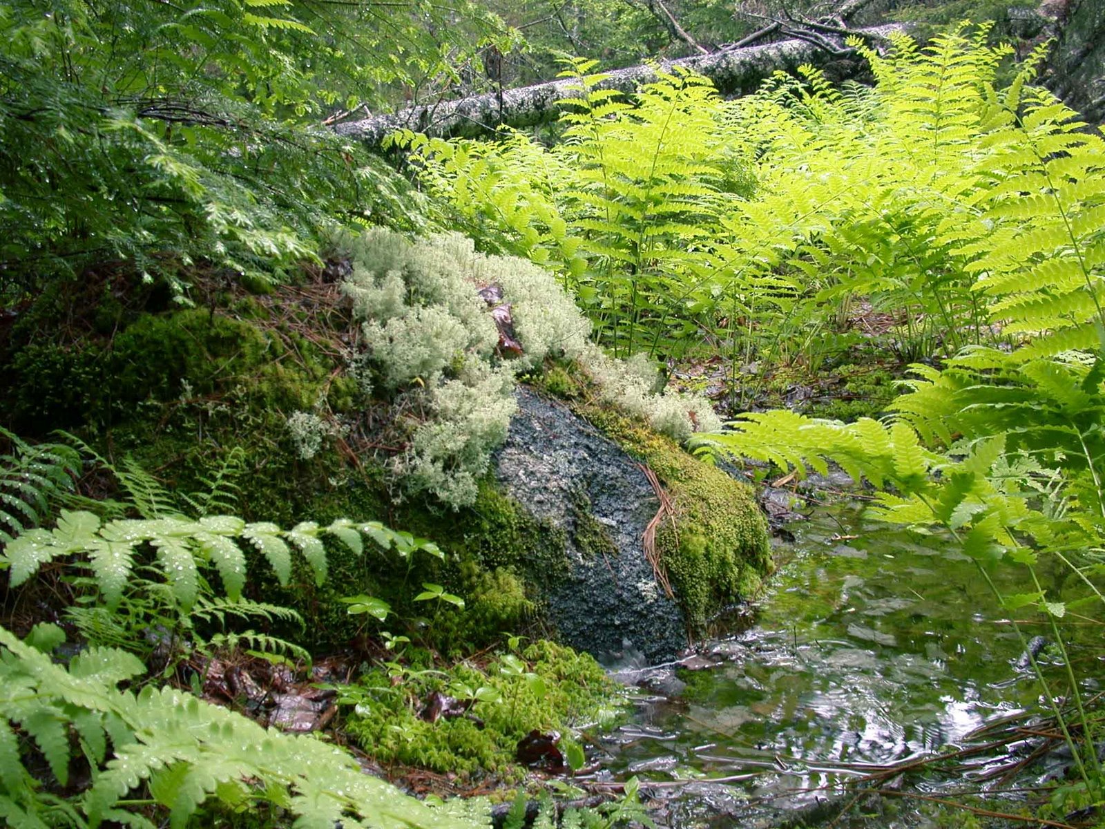 [ferns+and+water+med+res.jpg]