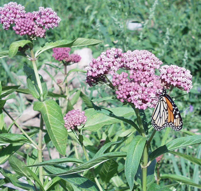 [milkweed+with+monarch+closeup.JPG]