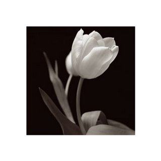[tulipan-8.jpg]