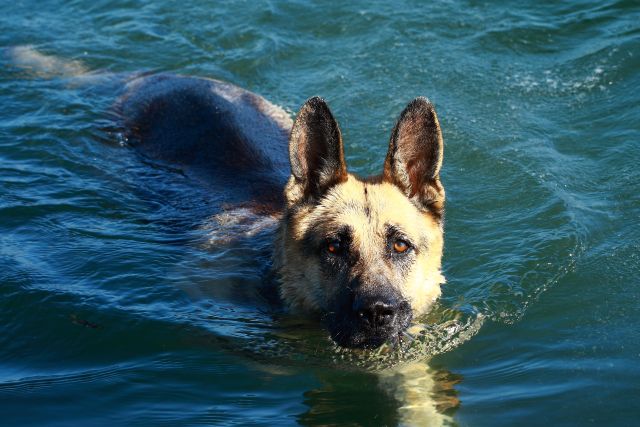 [German_Shepherd_Dog_swimming.jpg]