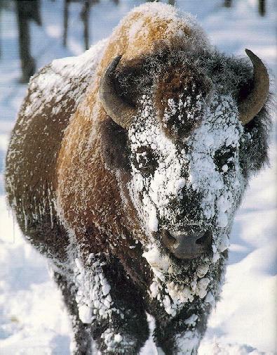 [Bison-Snow.Jpg]