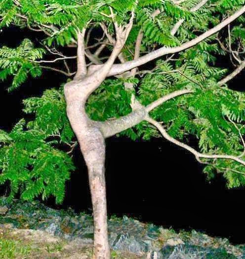 [dancing+tree.jpg]