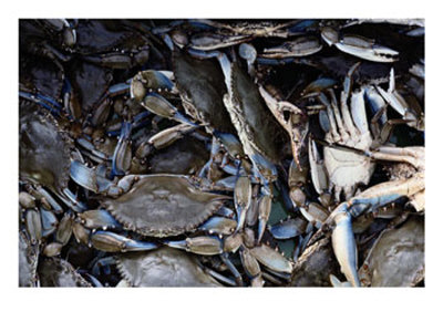 [Close-up-of-Blue-Crabs-Caught-in-a-Crab-Pot-Photographic-Print-C11900281.jpg]
