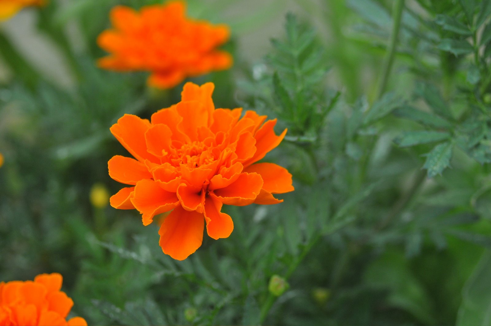 [orange+flower.jpg]