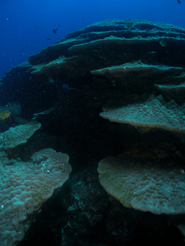 [gigantic+stacking+corals.jpg]