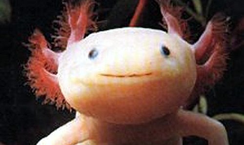 [olm-salamander-face.jpg]