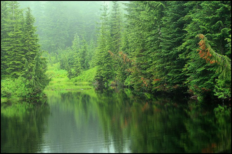 [cypress+foggy+lake+copy.jpg]