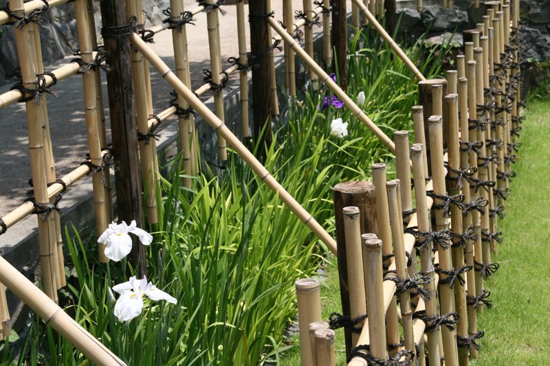 [irises-and-bamboo.jpg]