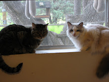 Birds at my window; cats on the sill
