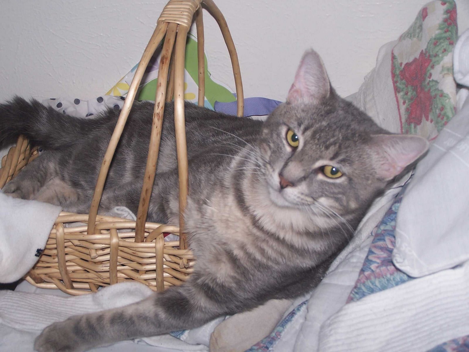 [cat+basket.JPG]