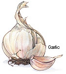 garlic - holistic herbal remedy for the heart