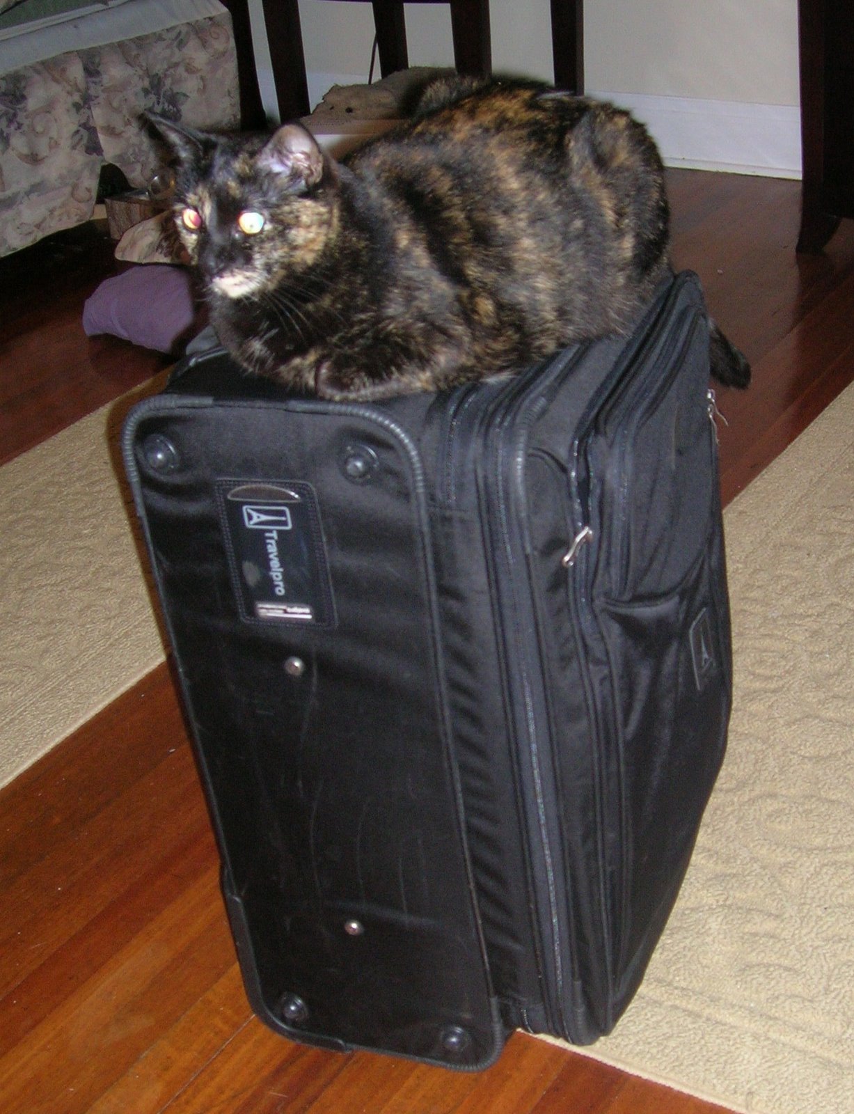 [Rosie+on+suitcase+1.jpg]