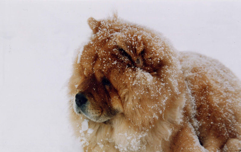 [800px-Chow_chow_in_the_snow.jpg]