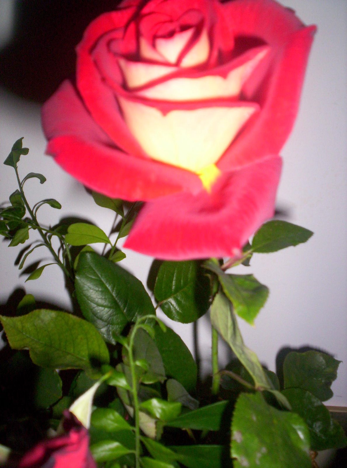 [rosa+bonita.jpg]