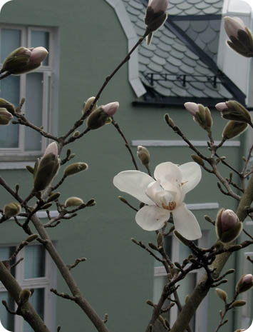 [magnolia_rotthaugen.jpg]