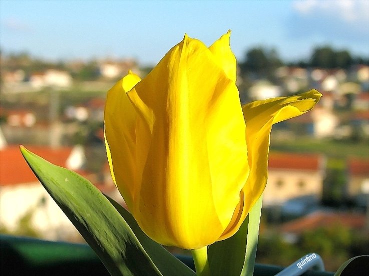 [tulipa+amarela.JPG]