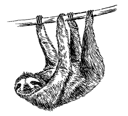 [sloth.jpg]