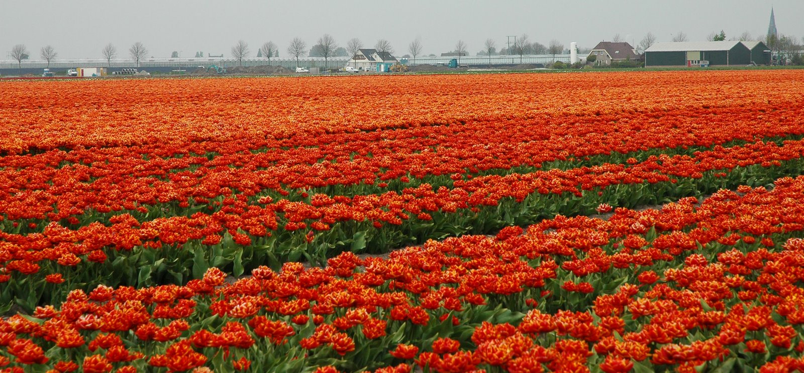 [orange_tulips.jpg]